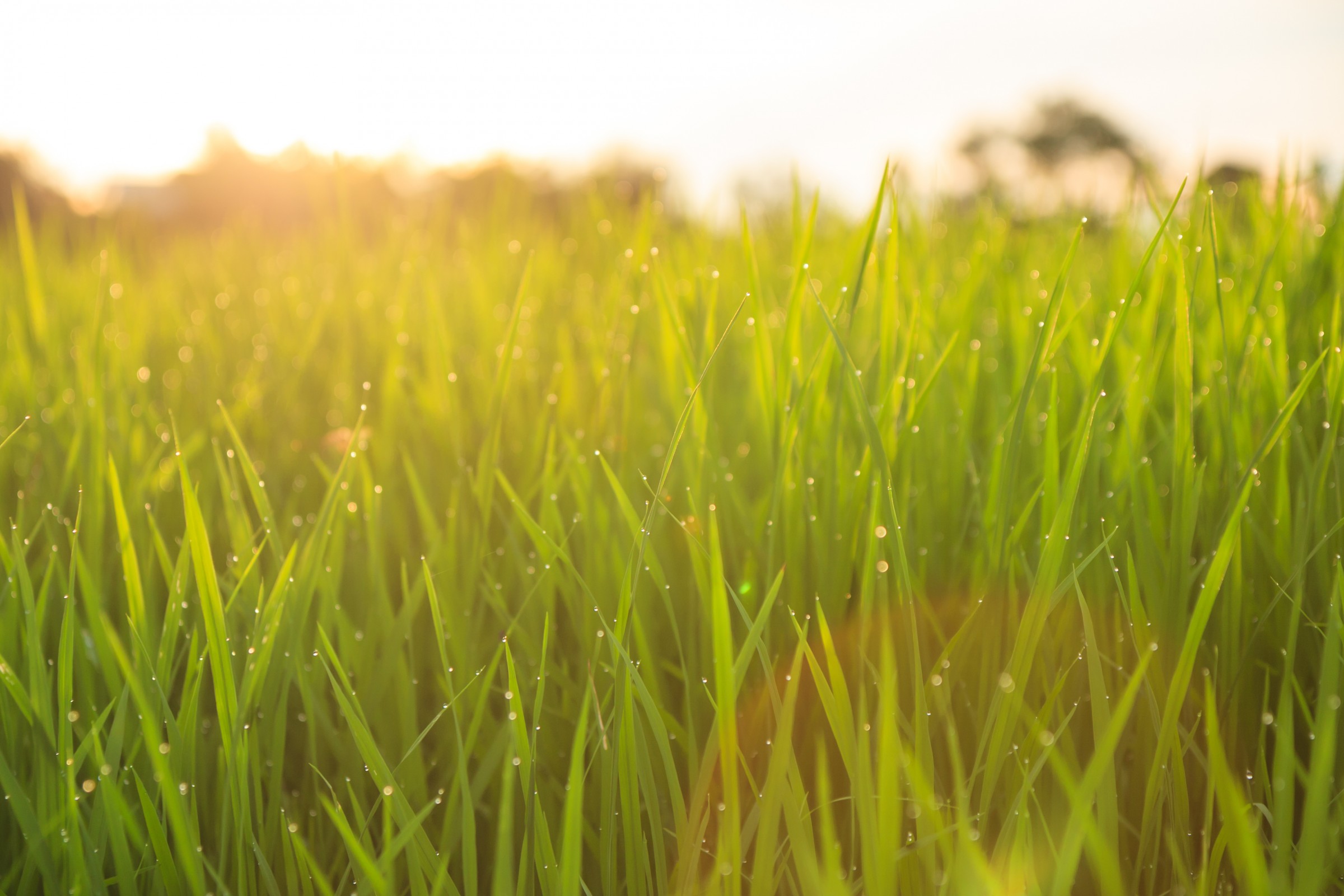 bigstock-Organic-Rice-Field-With-Dew-Dr-61552301.jpg